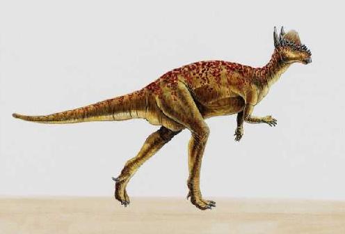 Pachycephalosaurus 3